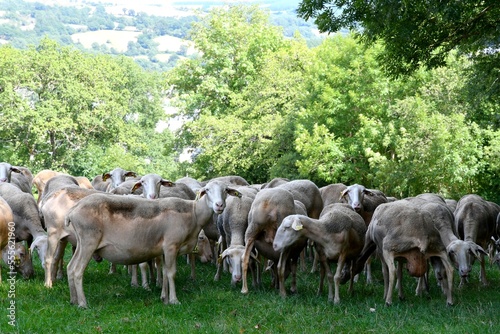 troupeau de brebis laitière pour le roquefort dans champ prêt d'une petit village Aveyronnais photo