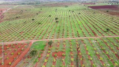 Smart agriculture technology- Aerial drone view of avocado farm in Kenya. photo