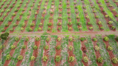 Smart agriculture technology- Aerial drone view of avocado farm in Kenya. photo