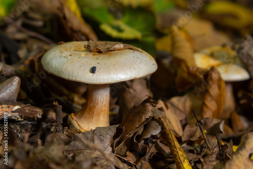 deadly cortinarius orellanus mushroom. Against the background of autumn foliage in the forest photo