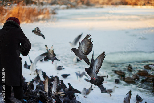 Feeding seagulls and pigeons on the lake in winter.