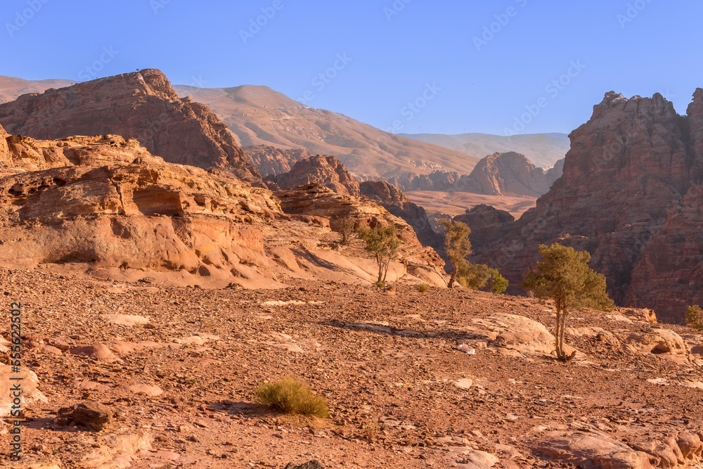 Sand rocks and tree, canyon of Petra, Jordan Sand rocks and tree, canyon of Petra, Jordan
