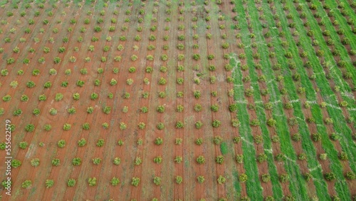 Smart agriculture technology- Aerial drone view of avocado farm in Kenya. photo