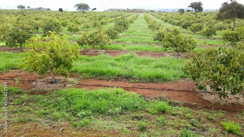 Smart agriculture technology- Aerial drone view of avocado farm in Kenya. photo