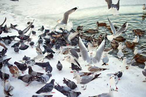Feeding seagulls and pigeons on the lake in winter.