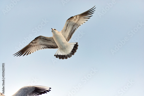 Seagulls fly in winter, near the lake.