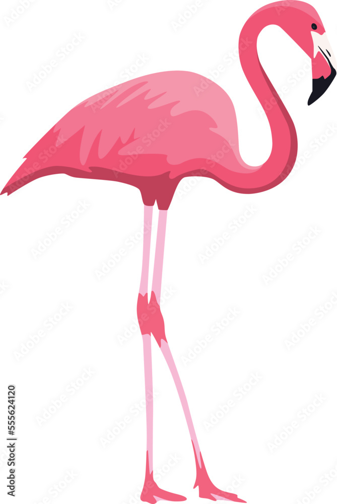 Obraz premium Pink flamingo isolated on white background.Head turned to the right