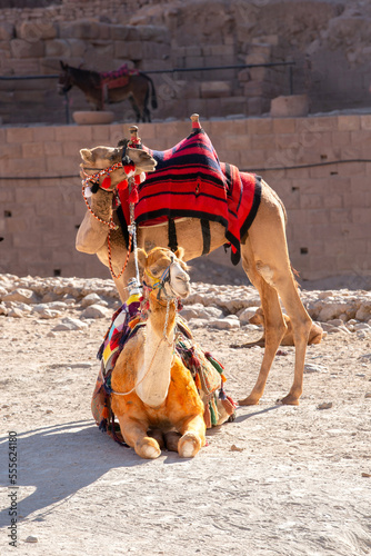 Camels under red rocks in Petra, Jordan