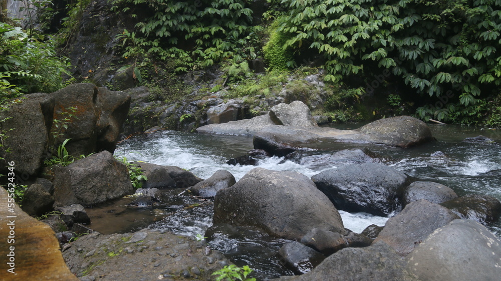 small river in the Bali forest
