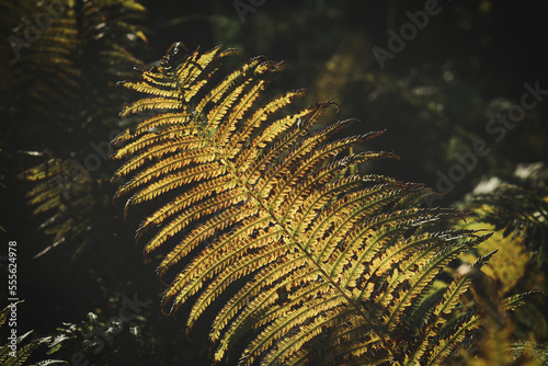 Yellow green fern leaf at autumn time with autumn light. Fern leaf in foreground