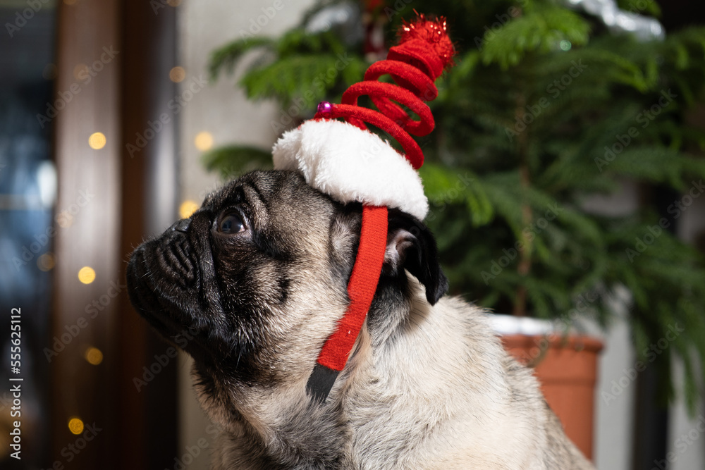 Obraz premium A dreamy pug in a Christmas hat looks to the side thinking. Christmas, New Year and Dog, Dogs, Pets