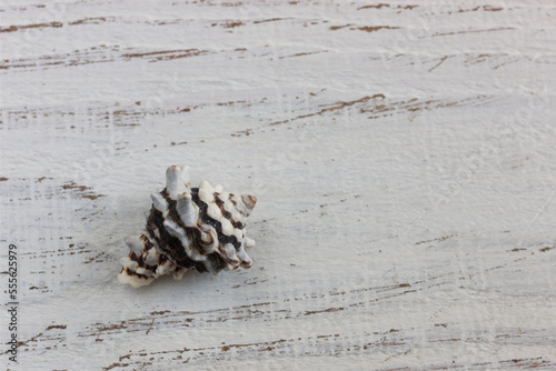dead sea shells