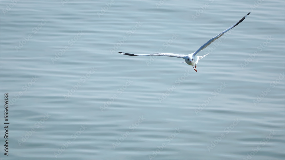 Big seagull with wide wings flies free over the water of ocean landscape. Big seagull with wide wings flies free over the water of ocean landscape.