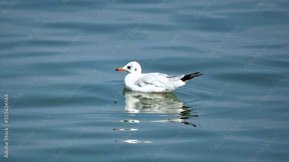 Seagull swimming in blue water and looking some food. Seagull swimming in blue water and looking some food.