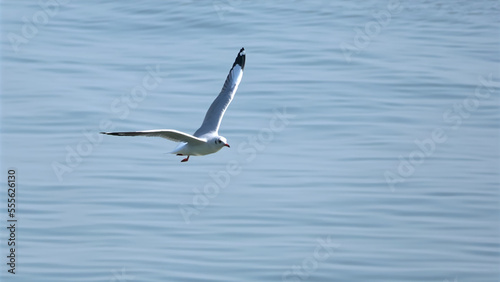 Seagull landing on the ocean.