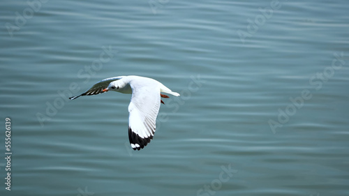 Wallpaper Mural Seagull flying and looking some food over the sea. Torontodigital.ca
