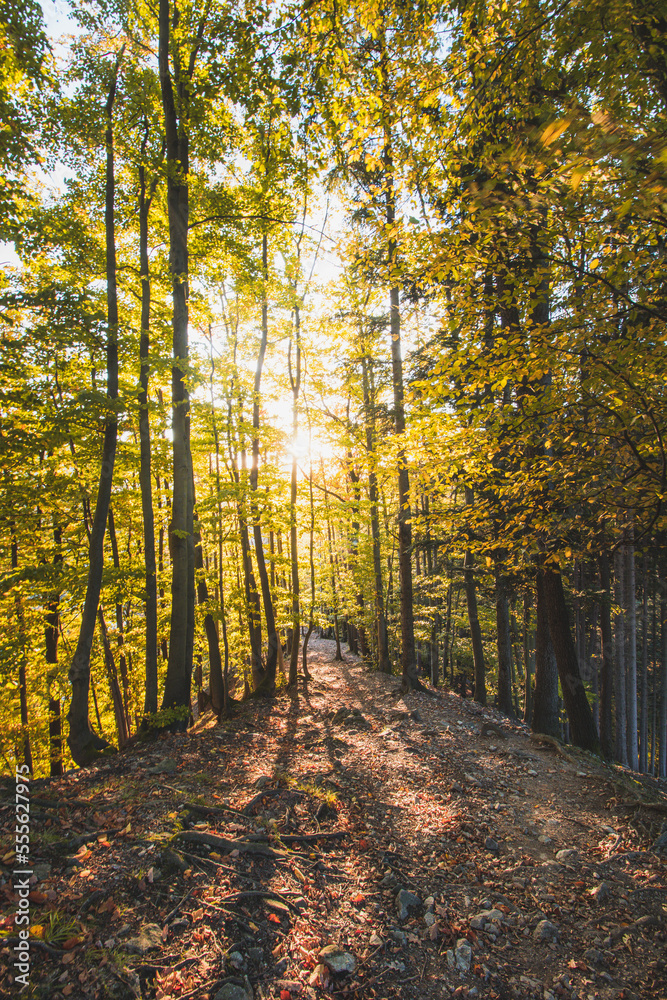 Obraz premium Orange and yellow warm sun illuminates the orange-red forest and forest path. Domasinsky meander, Zilinsky region, Slovakia. Autumn colourful forest. October and november