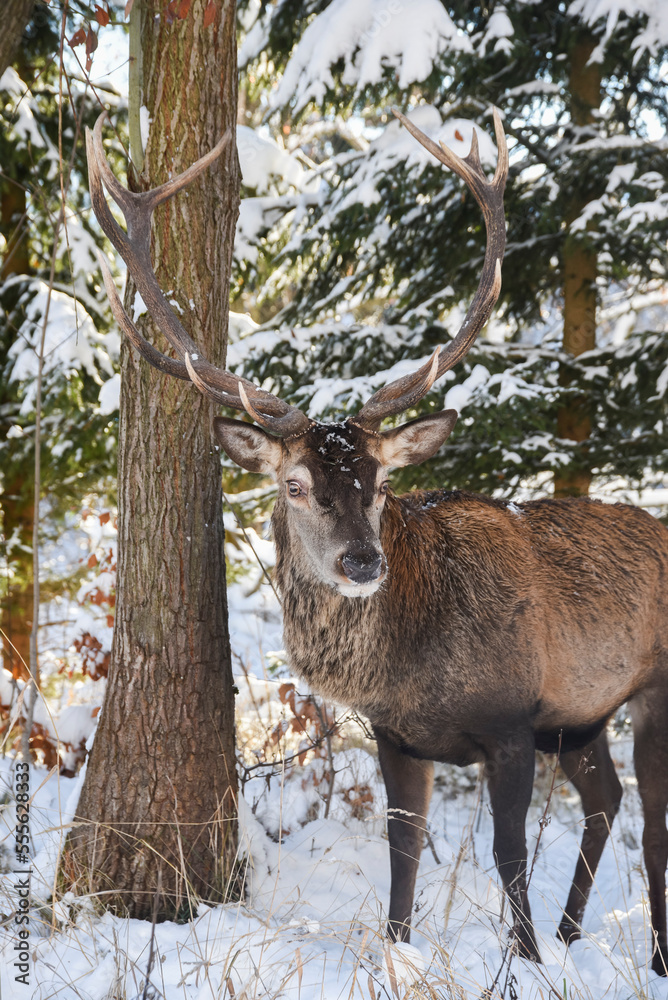 Portrait of a deer in winter in natural terrain. Portrait of a deer in winter in natural terrain.