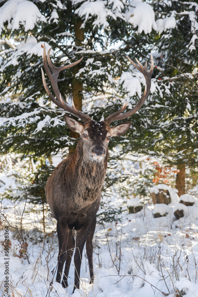 Portrait of a deer in winter in natural terrain. Portrait of a deer in winter in natural terrain.