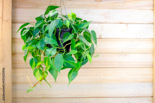 Philodendron Brasil (Philodendron Hederaceum Scandens Brasil) hang on wooden wall. Tropical creeper plant with yellow stripes in flower pot. Green houseplant on oak wall, modern interior decoration photo