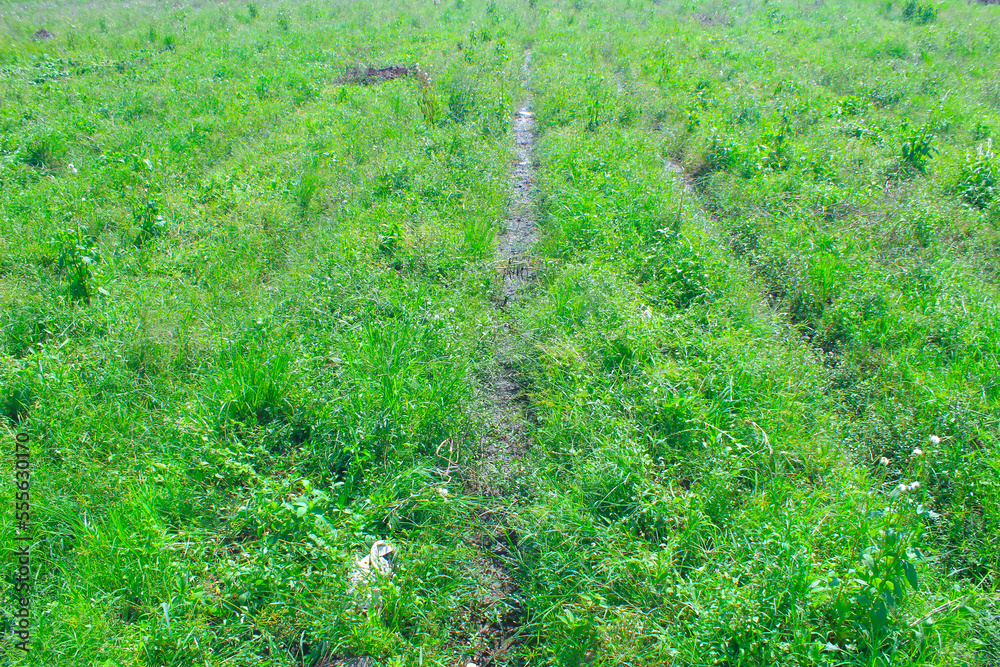 Green grass background. Close-up of green grass