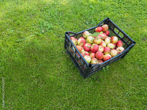 Ripe red and yellow apples in a black plastic box on the grass in the garden. Sale of crops at the farmer's market.