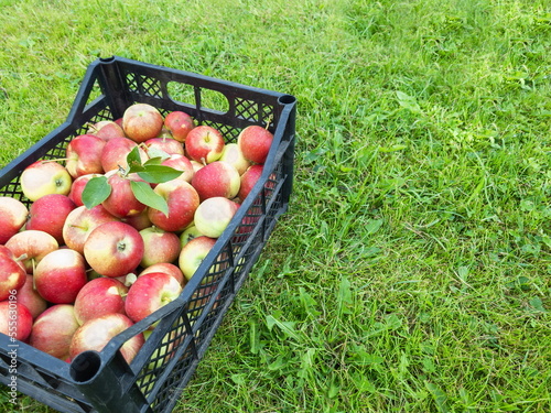 Ripe red and yellow apples in a black plastic box on the grass in the garden. Sale of crops at the farmer's market.