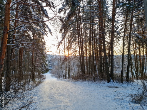Pine forest on a sunny winter day at dawn. Pine trees, snow, snowdrifts. The road going into the distance.