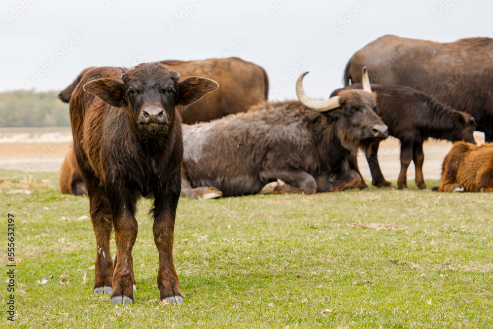 Domestic water buffalo in the Reserve in a national park