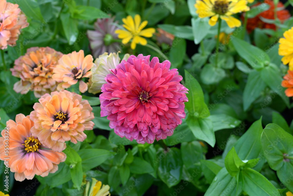 Top view colorful flowers are blooming fresh in the morning of spring garden. Top view colorful flowers are blooming fresh in the morning of spring garden.