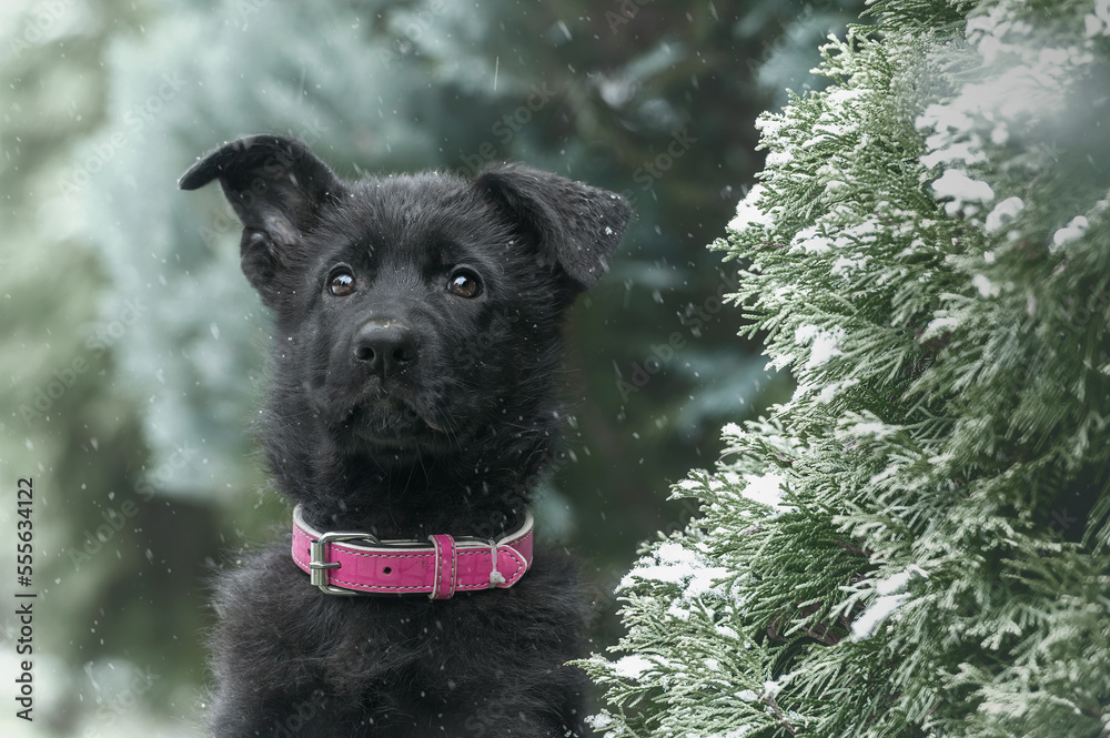 Zimowy portret szczeniaka, czarny owczarek niemiecki - obrazy, fototapety, plakaty 