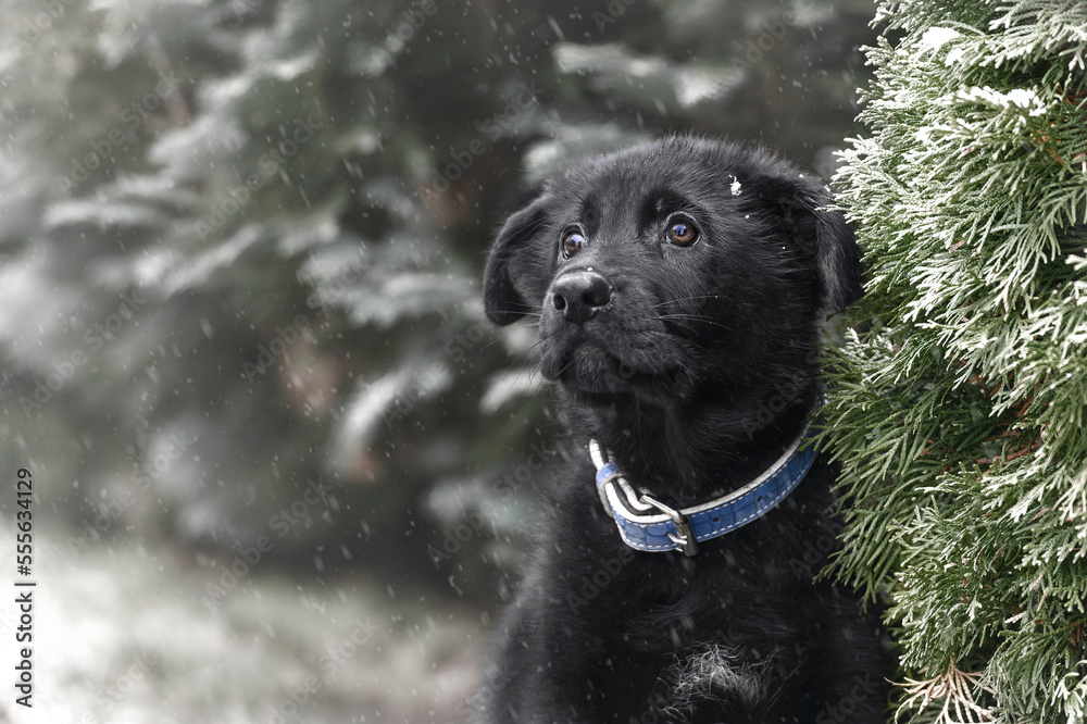 Zimowy portret szczeniaka, czarny owczarek niemiecki - obrazy, fototapety, plakaty 