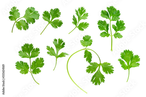Parsley herb isolated on white background. With clipping path. Full depth of field. Focus stacking photo