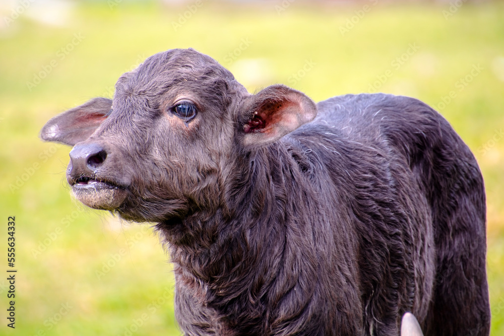 Fototapeta premium Domestic water buffalo in the Reserve in a national park