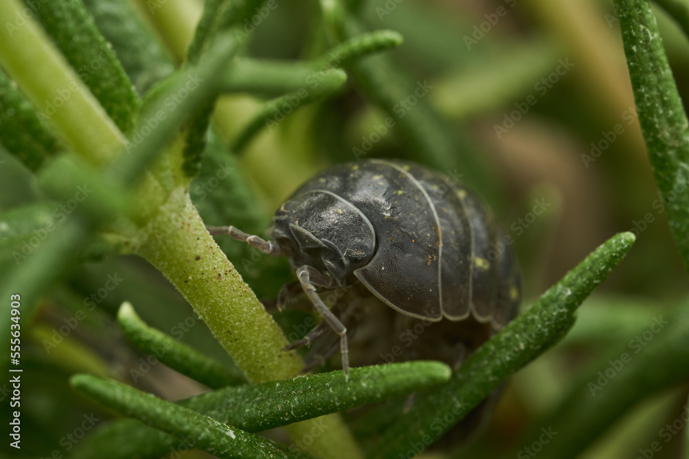 A little ball bug walking among green pastures. A little ball bug walking among green pastures.