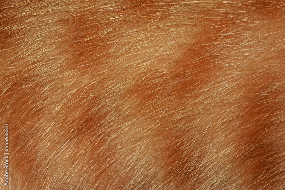 Orange cat hair, full frame orange fur, for the background. Orange cat hair, full frame orange fur, for the background.