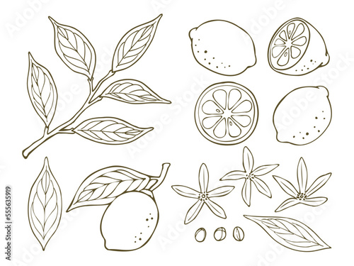 手描き風のレモンのイラスト