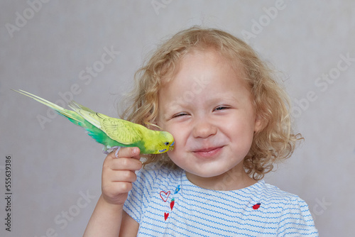 Curly little girl budgerigar at home. Close-up. photo