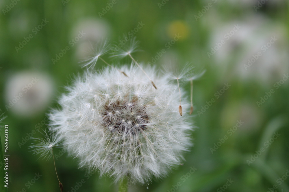 Obraz premium dandelion