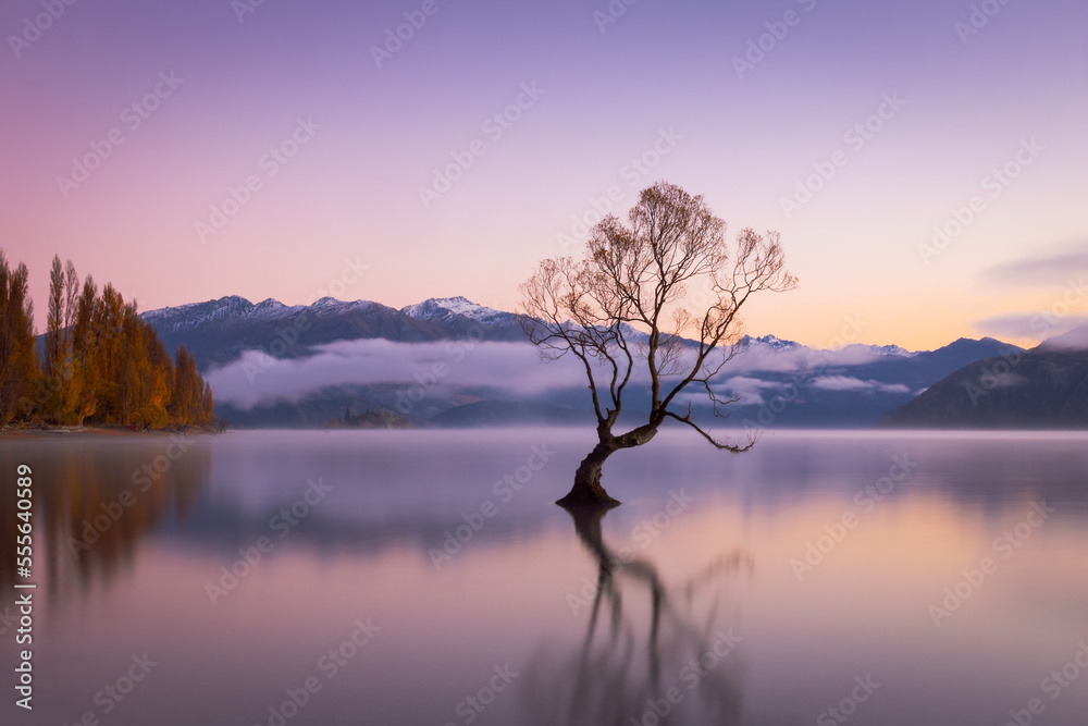 Beautiful Wanaka willow tree on a still morning, New Zealand Beautiful Wanaka willow tree on a still morning, New Zealand