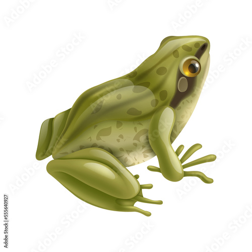 Frog Life Cycle Composition