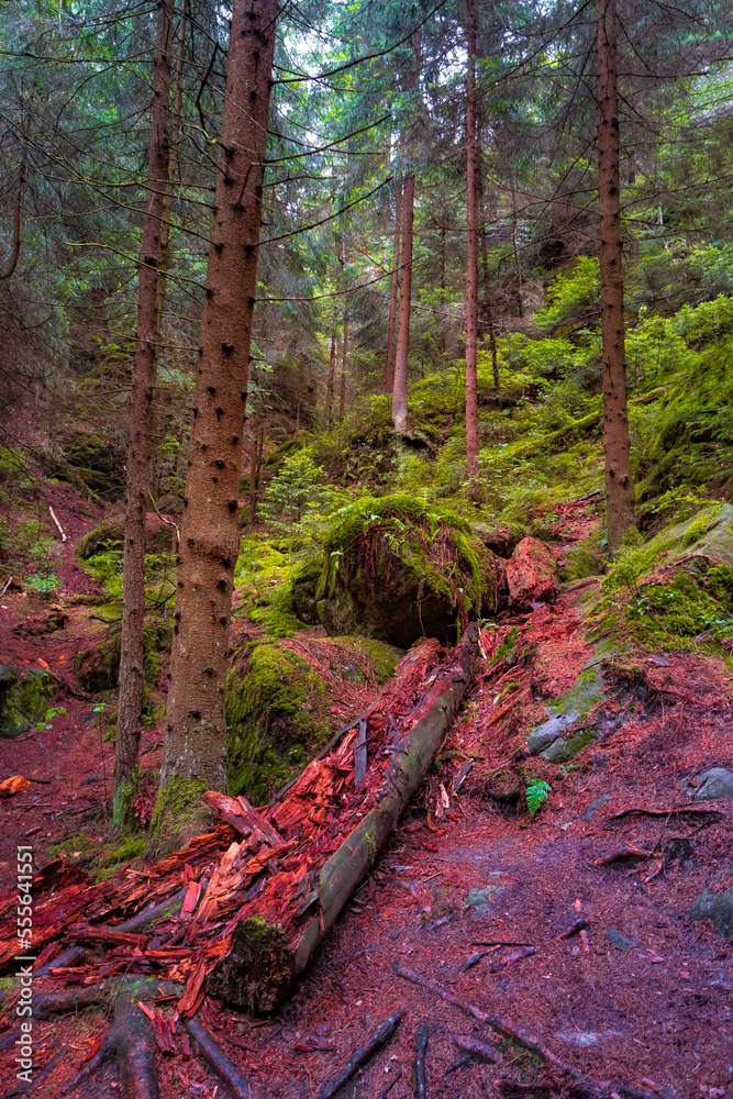 Fototapeta premium Cover page with magical enchanted fairytale forest with fern, moss, lichen and sandstone rocks at the hiking trail Swedish Holes in the national park Saxon Switzerland near Dresden, Saxony, Germany.