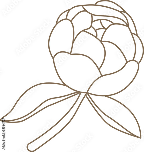 Closed peony bud with leaves in line art style