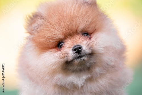 portrait of a red-haired pomeranian puppy close-up