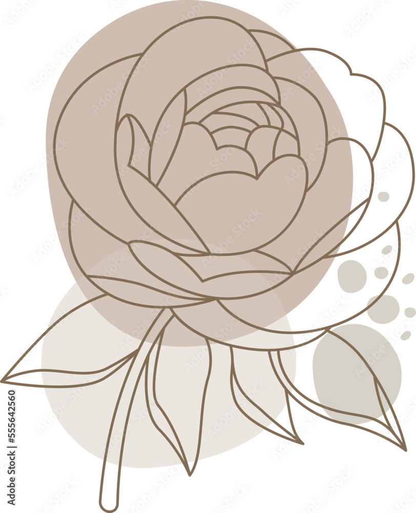 Obraz premium Peony flowers in line art style Contemporary floral design