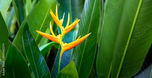 Beautiful Heliconia flower on light and dark tropical leaf nature background.