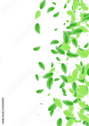 Light Green Leaves Background White Vector. Plant Peaceful Texture. Isolated Card. Greenish Elegant Frame. Sheet Silhouette.