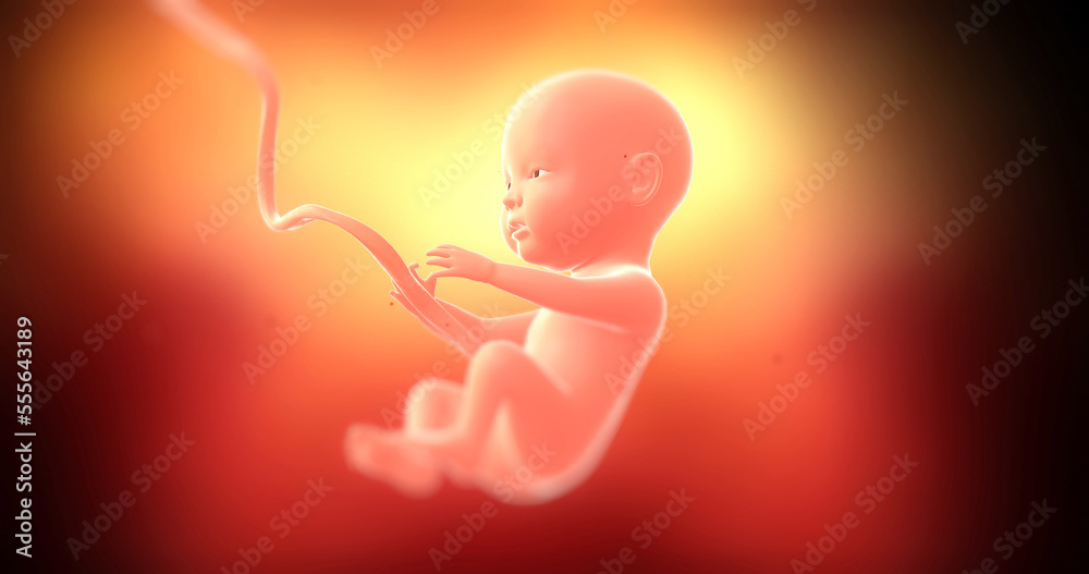 Beautiful calm baby fetus slowly moving and rotating inside of mother's