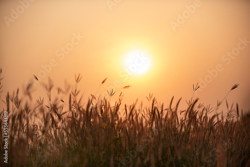 sunrise over the grass. Misty morning in summer  beautiful wild nature