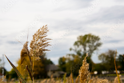 Reeds and area of a swamp in South Hungary photo